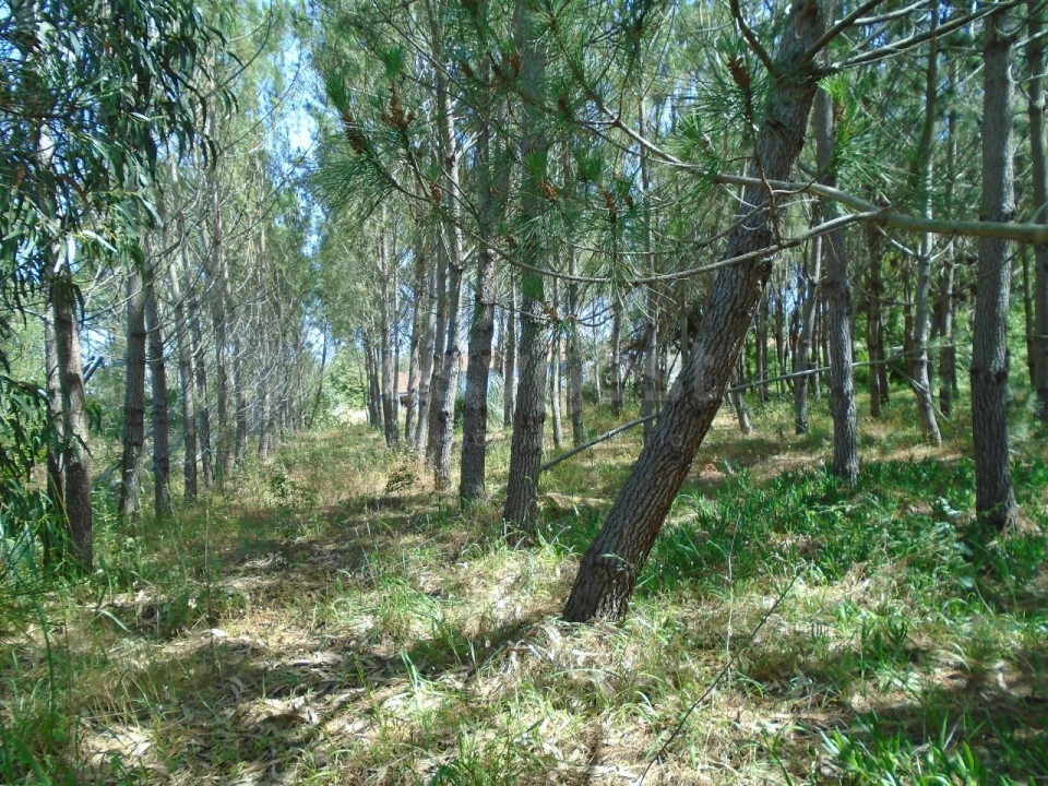Terreno para Venda em Pataias e Martingança Foto 10