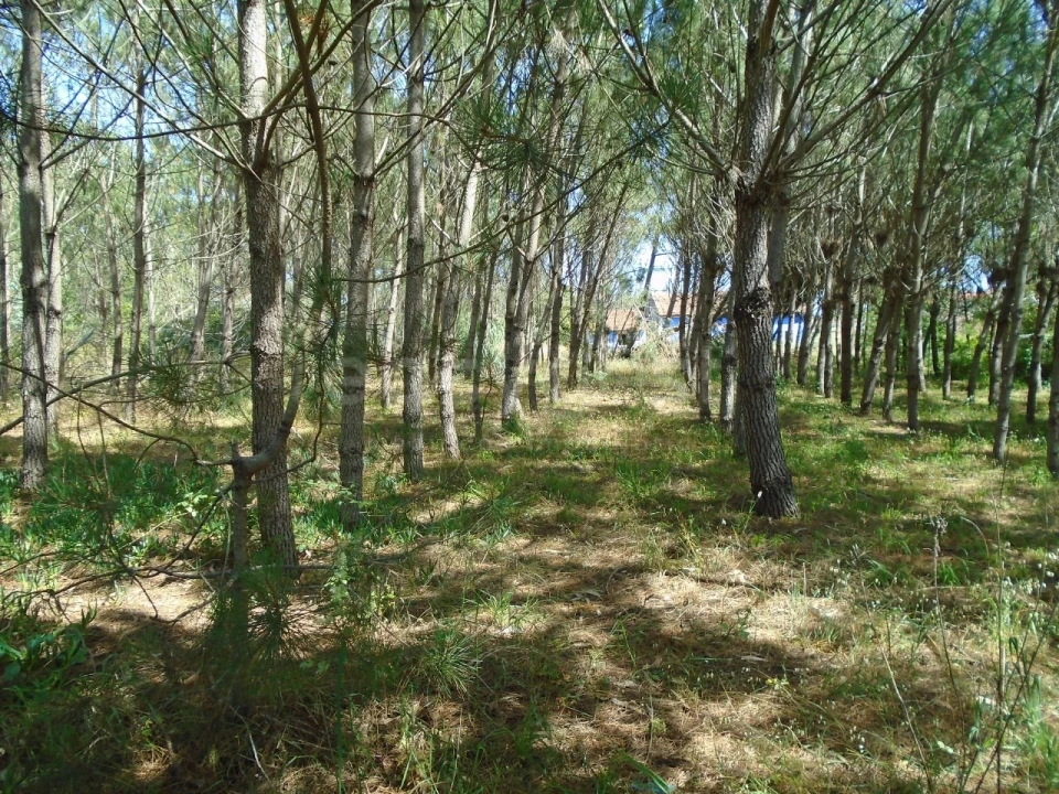 Terreno para Venda em Pataias e Martingança Foto 11