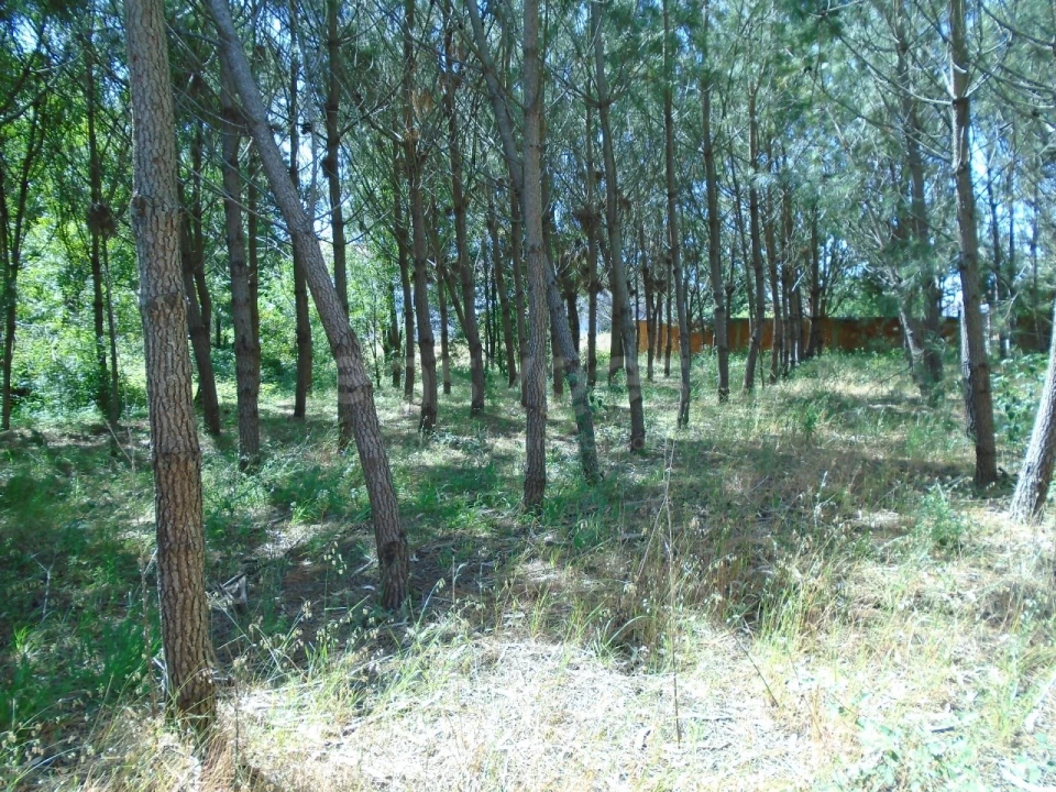 Terreno para Venda em Pataias e Martingança Foto 12