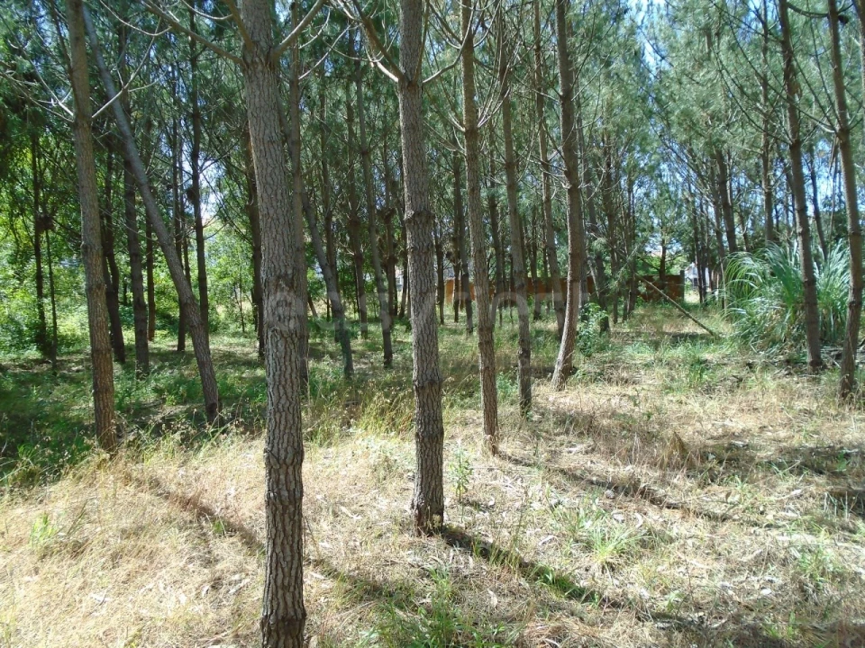 Terreno para Venda em Pataias e Martingança Foto 15