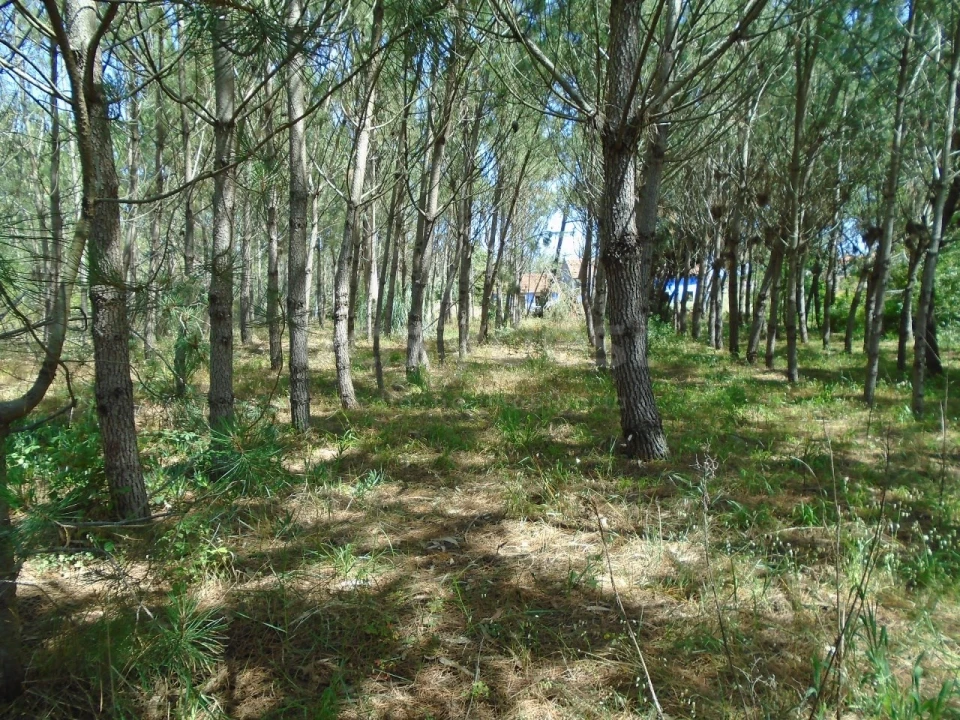 Terreno para Venda em Pataias e Martingança Foto 16