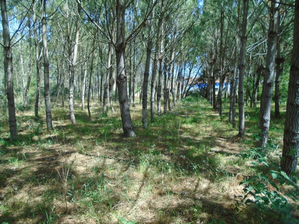 Terreno para Venda em Pataias e Martingança Foto 17