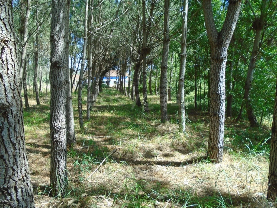Terreno para Venda em Pataias e Martingança Foto 19