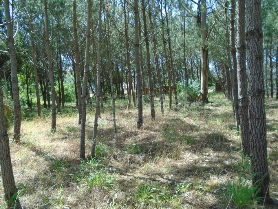 Terreno para Venda em Pataias e Martingança Foto 22