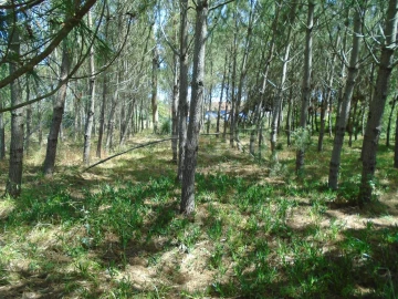 Terreno para Venda em Pataias e Martingança