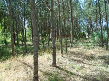 Terreno para Venda em Pataias e Martingança