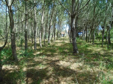 Terreno para Venda em Pataias e Martingança