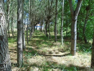 Terreno para Venda em Pataias e Martingança