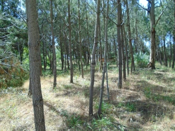 Terreno para Venda em Pataias e Martingança