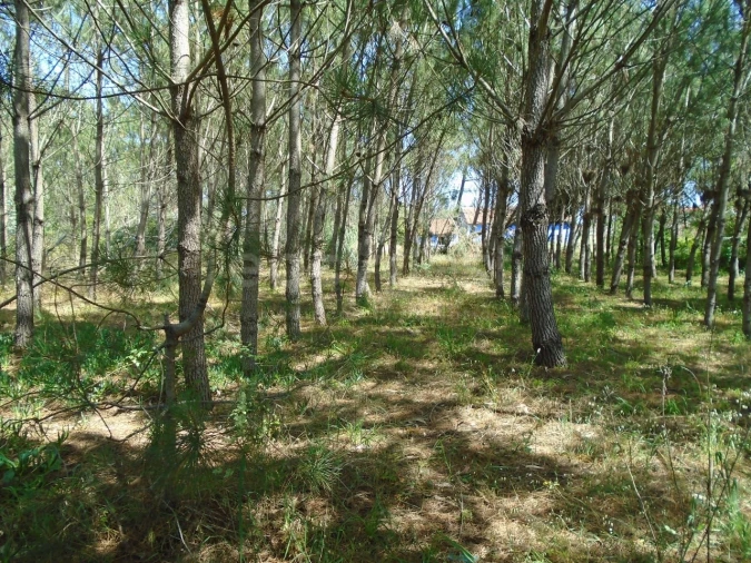 Terreno para Venda em Pataias e Martingança Foto 11