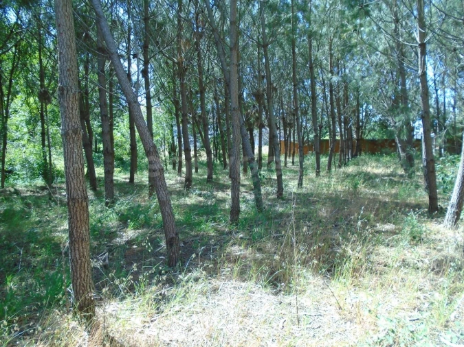 Terreno para Venda em Pataias e Martingança Foto 12