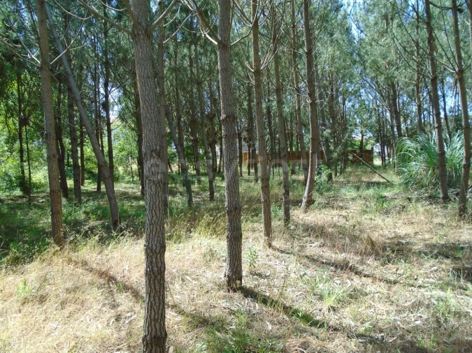Terreno para Venda em Pataias e Martingança Foto 15
