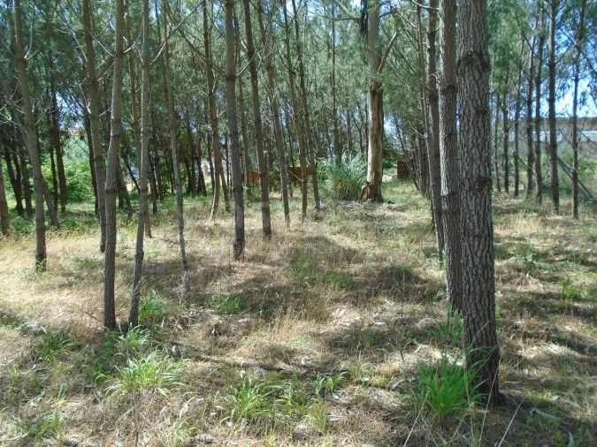 Terreno para Venda em Pataias e Martingança Foto 21