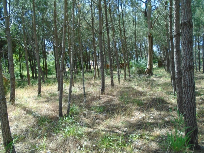 Terreno para Venda em Pataias e Martingança Foto 22