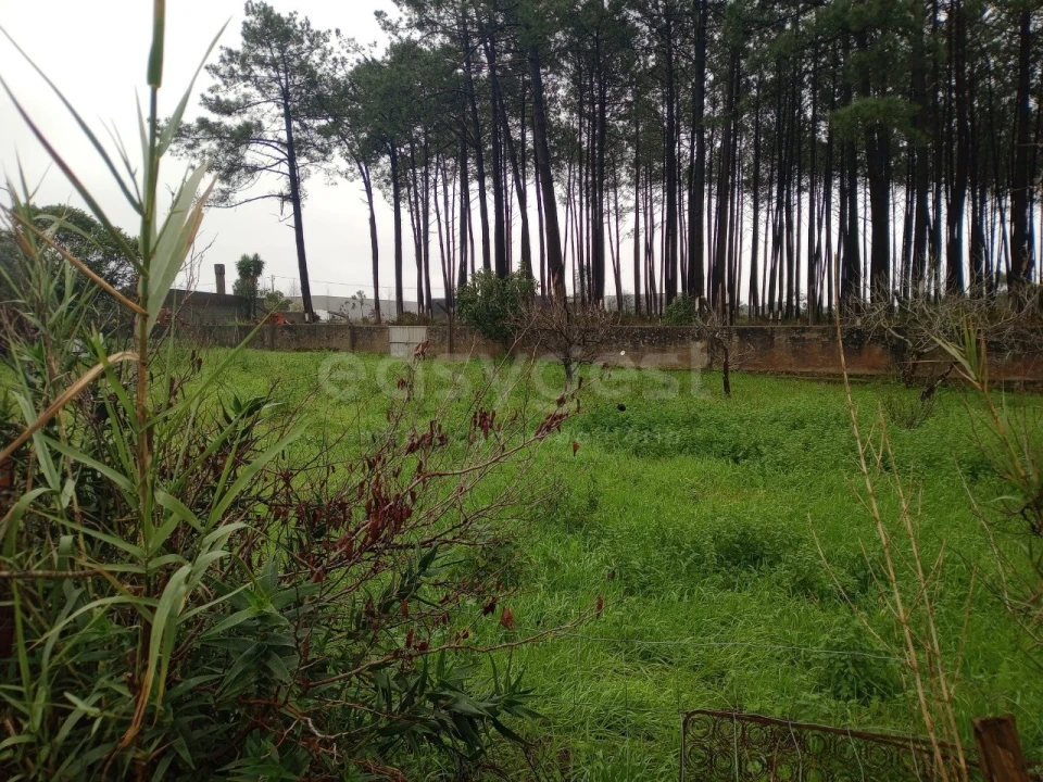 Terreno para Venda em Pataias e Martingança Foto 4