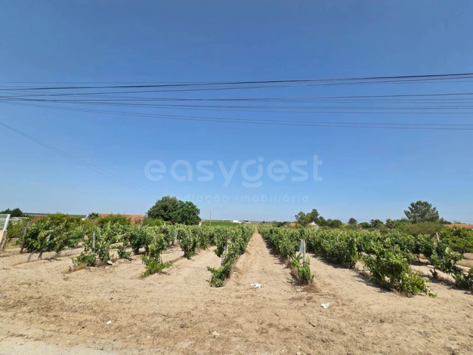 Terreno Agricola ou Rústico para Venda em Palmela Foto 5