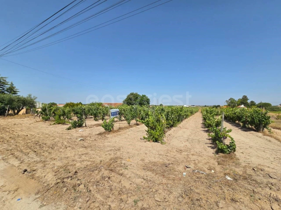 Terreno Agricola ou Rústico para Venda em Palmela Foto 6