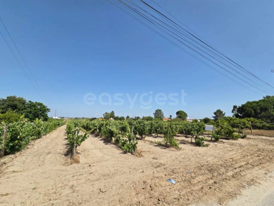 Terreno Agricola ou Rústico para Venda em Palmela Foto 7