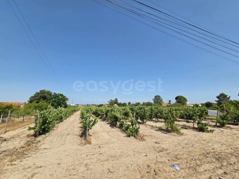 Terreno Agricola ou Rústico para Venda em Palmela Foto 9