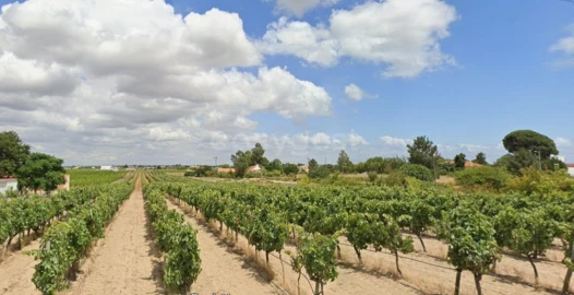 Terreno Agricola ou Rústico para Venda em Palmela