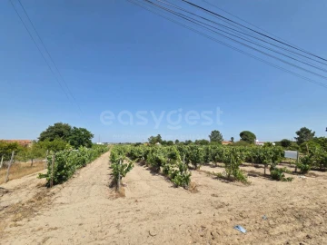 Terreno Agricola ou Rústico para Venda em Palmela