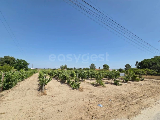 Terreno Agricola ou Rústico para Venda em Palmela Foto 7