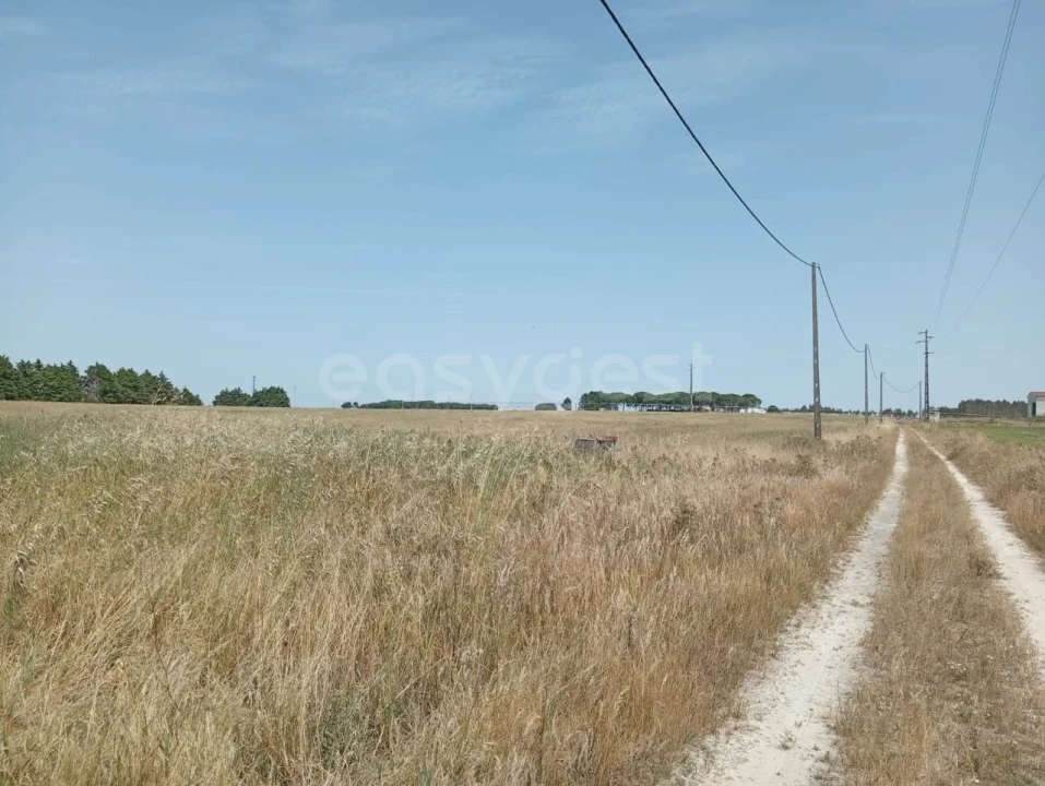 Terreno Agricola ou Rústico para Venda em Pegões Foto 4