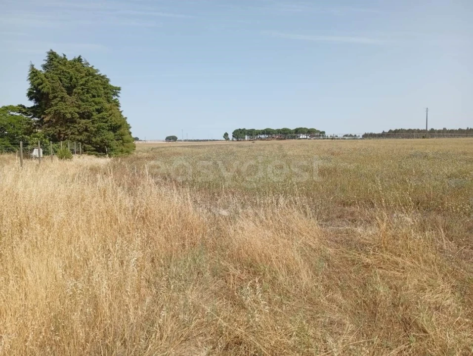 Terreno Agricola ou Rústico para Venda em Pegões Foto 8