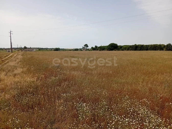 Terreno Agricola ou Rústico para Venda em Pegões Foto 2