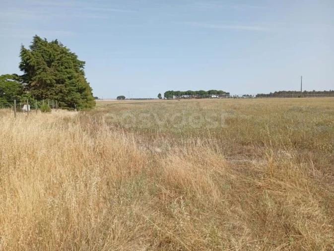 Terreno Agricola ou Rústico para Venda em Pegões Foto 8