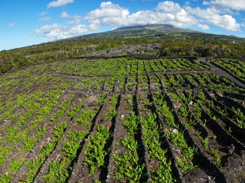 Terreno para Venda em Bandeiras Foto 4