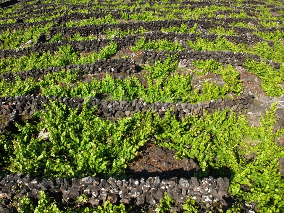 Terreno para Venda em Bandeiras Foto 6