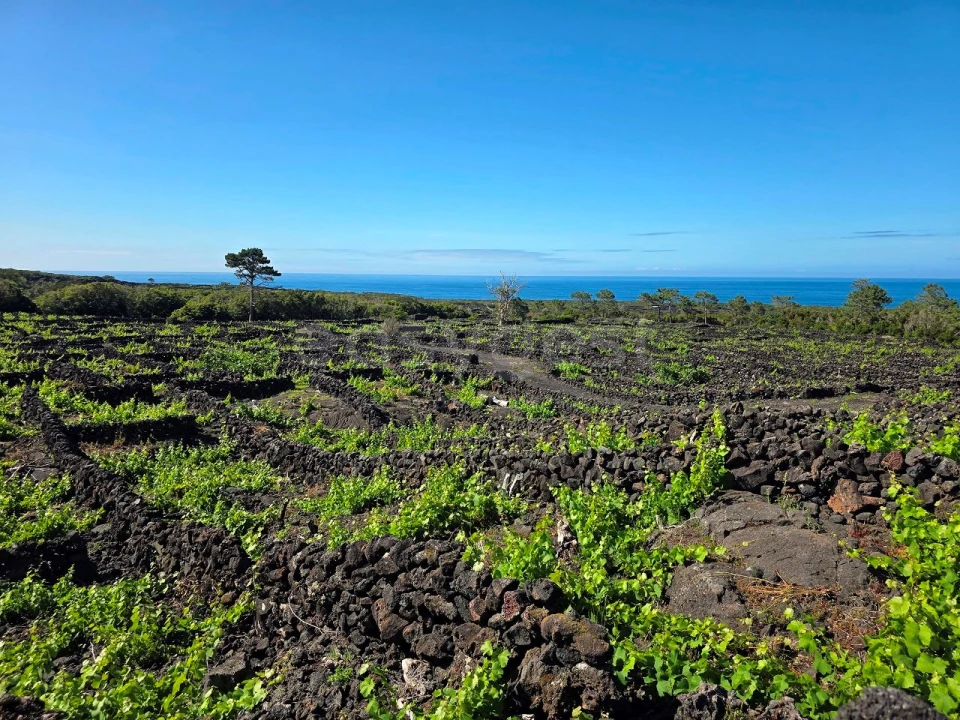 Terreno para Venda em Bandeiras Foto 7