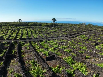 Terreno para Venda em Bandeiras