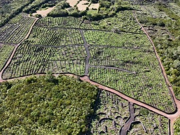 Terreno para Venda em Bandeiras