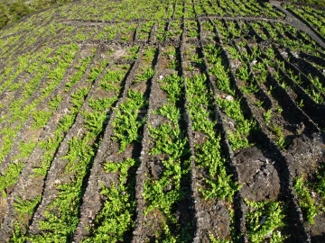 Terreno para Venda em Bandeiras