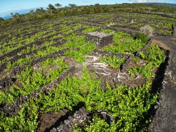 Terreno para Venda em Bandeiras