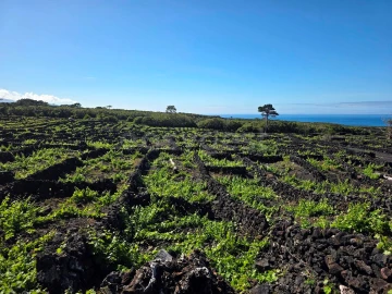 Terreno para Venda em Bandeiras