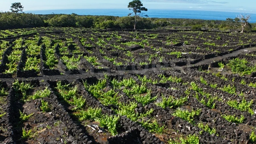 Terreno para Venda em Bandeiras