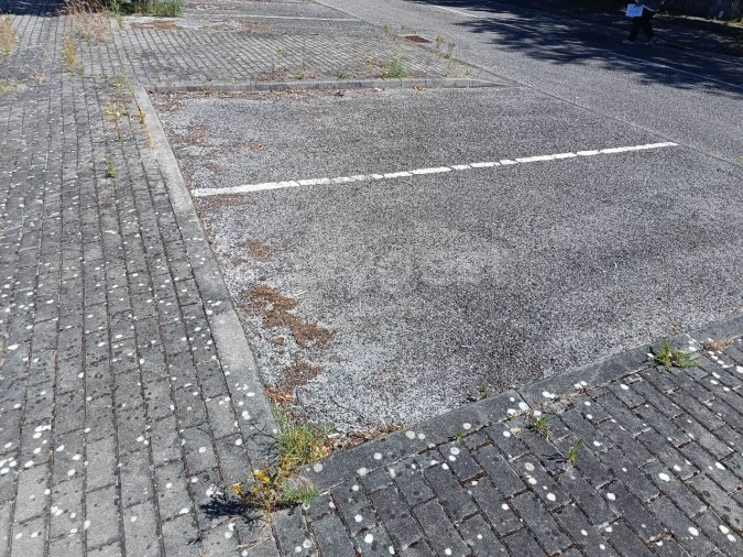 Terreno para Venda em Torres Novas (Santa Maria, Salvador e Santiago) Foto 9