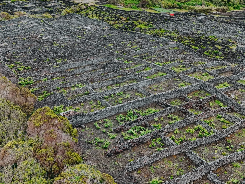 Terreno para Venda em Madalena Foto 3