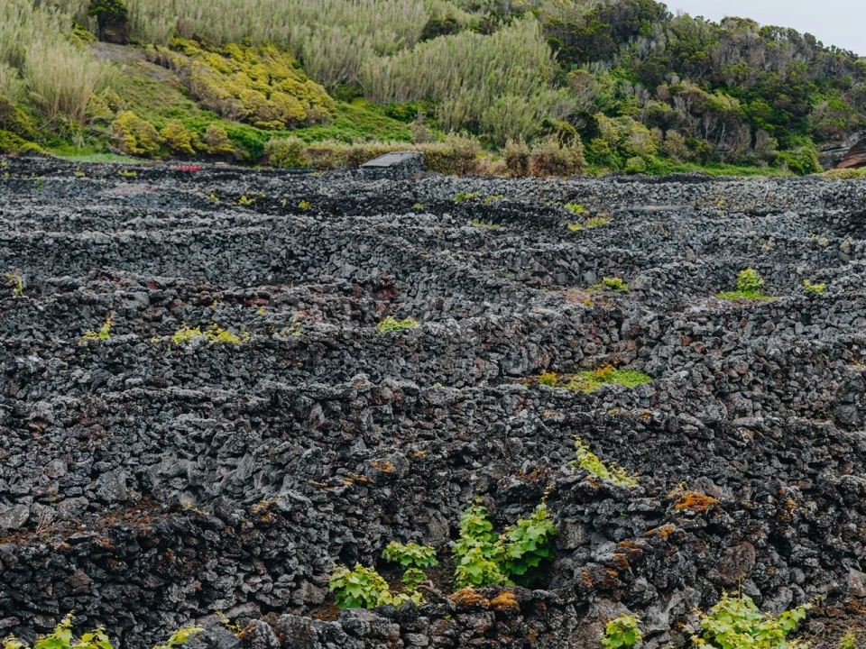 Terreno para Venda em Madalena Foto 10