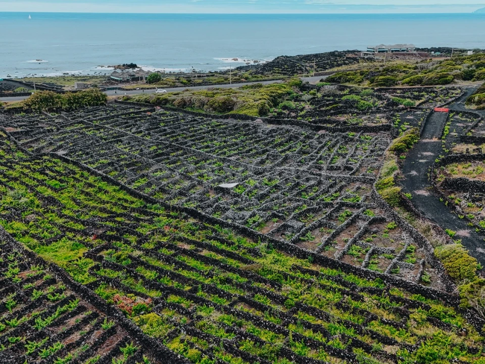 Terreno para Venda em Madalena Foto 16