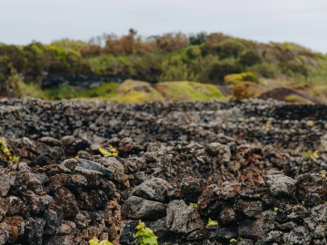 Terreno para Venda em Madalena