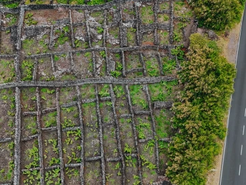 Terreno para Venda em Madalena