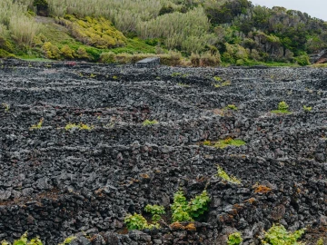 Terreno para Venda em Madalena