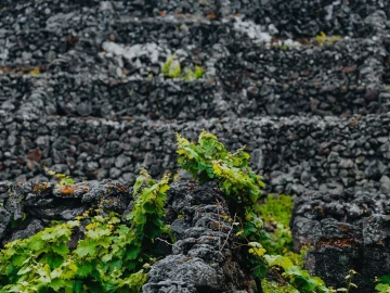 Terreno para Venda em Madalena