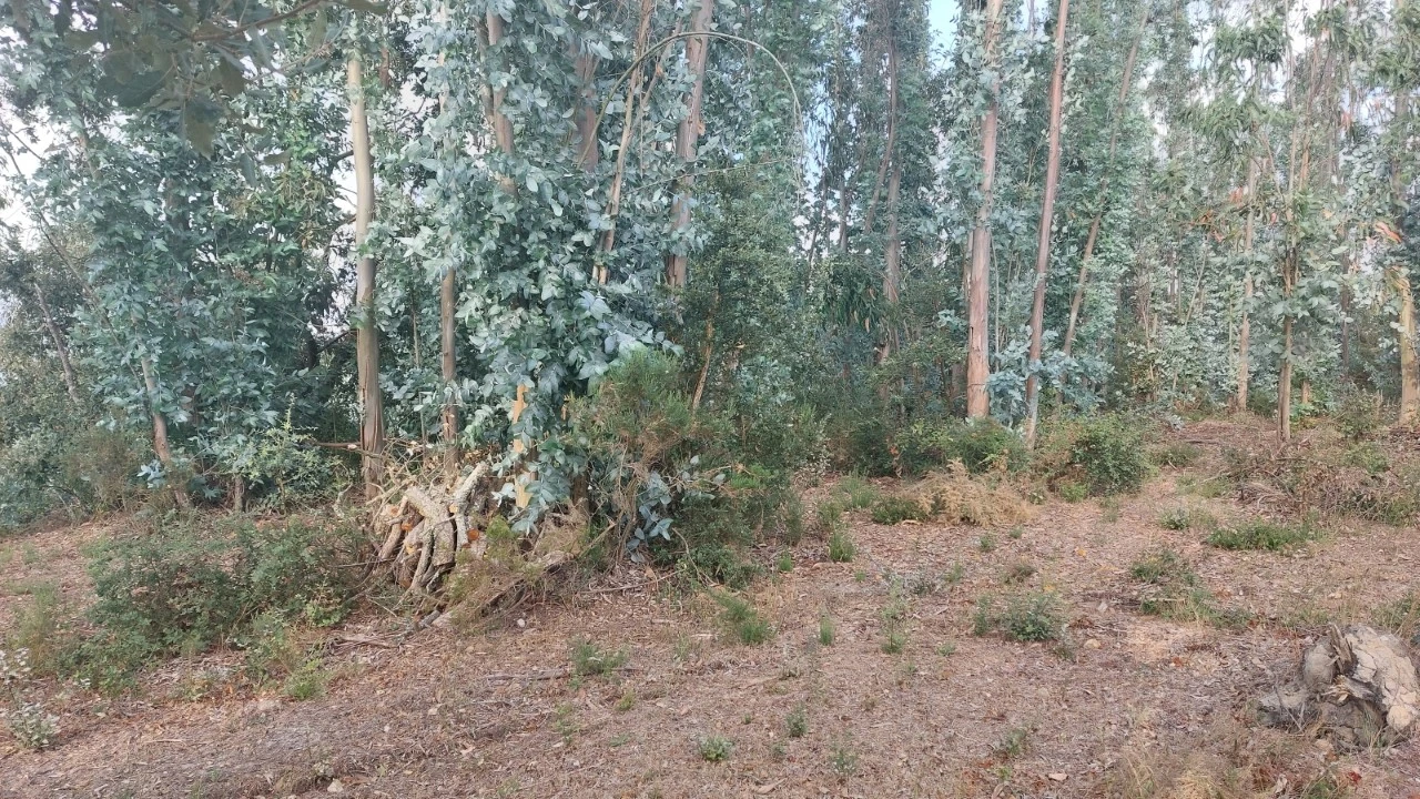 Terreno para Venda em Monte Real e Carvide Foto 27