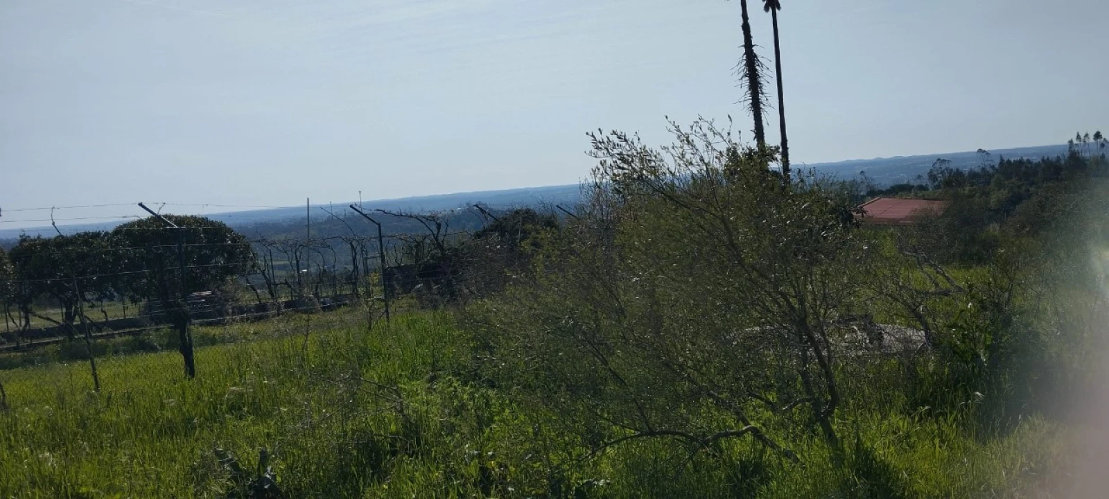 Terreno para Venda em Souto da Carpalhosa e Ortigosa Foto 1