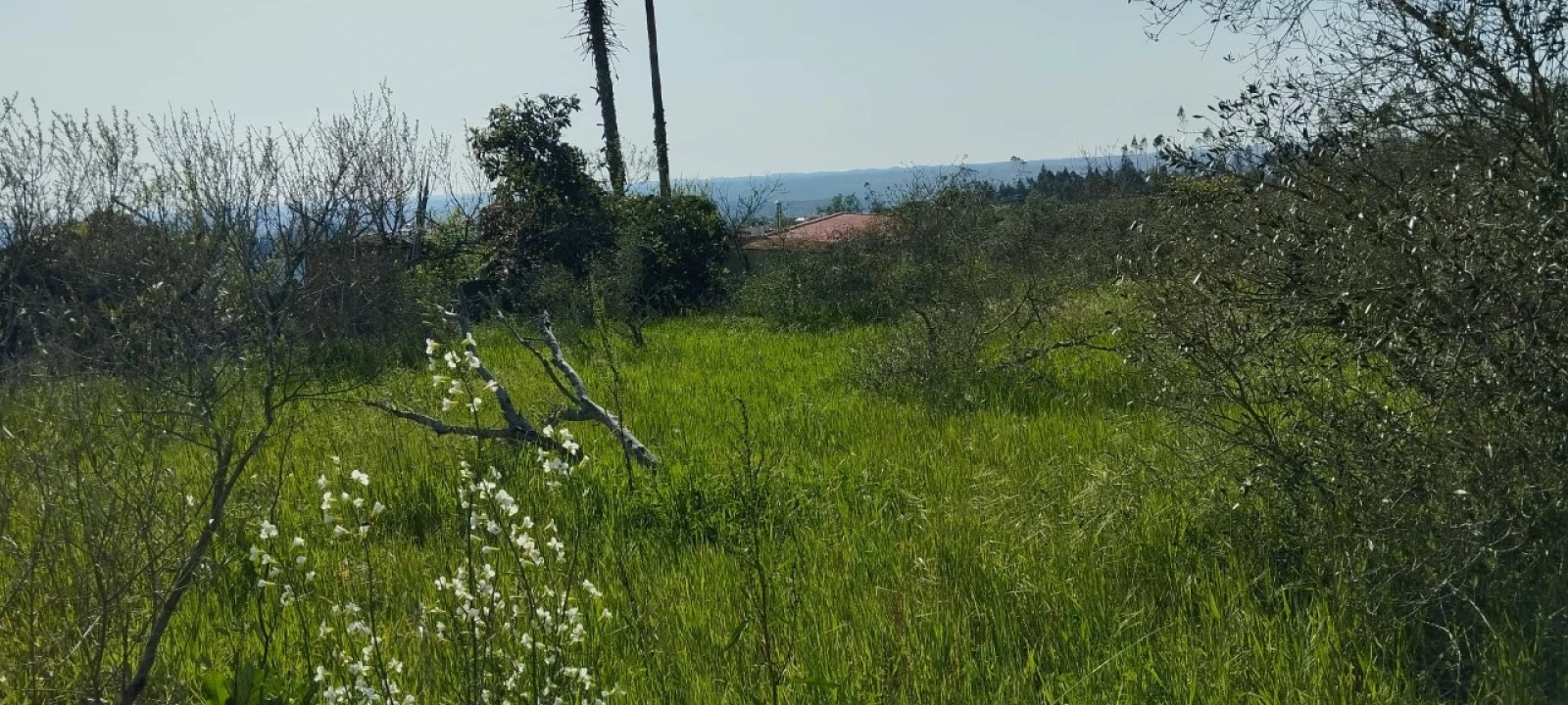 Terreno para Venda em Souto da Carpalhosa e Ortigosa Foto 3